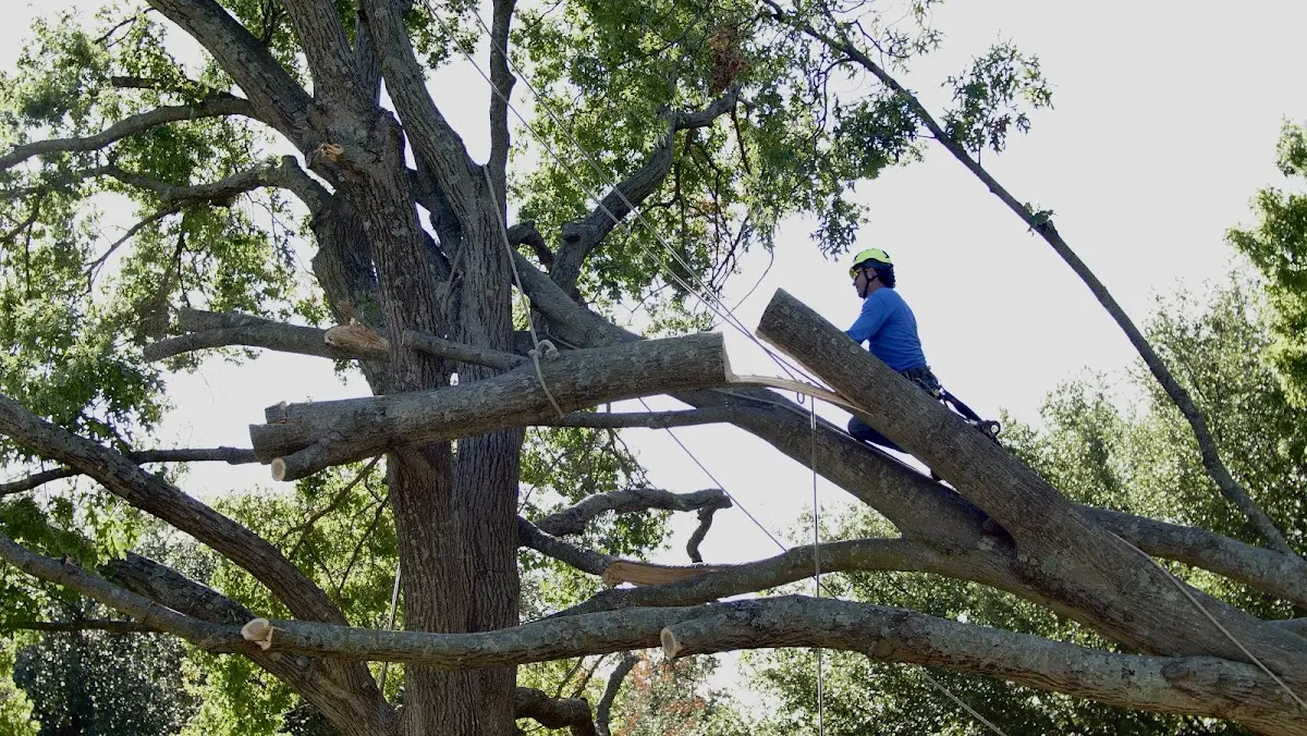 Professional Crown Thinning performed by certified arborists in Herculaneum